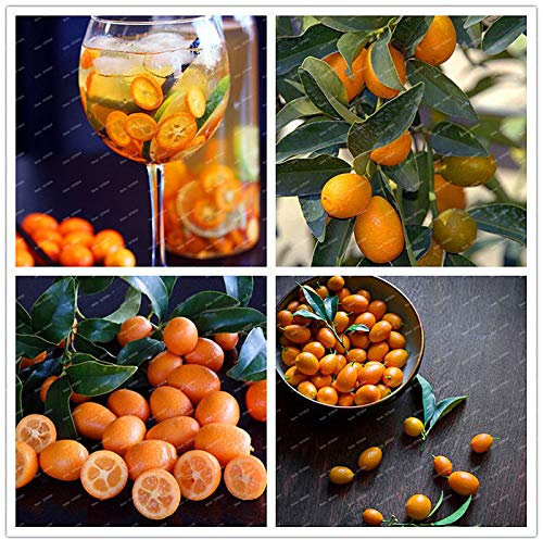 Portal Cool 100 PC-Bonsai Kumquat Bäume Orange Garden hohe Nahrung Tangerine Citrus