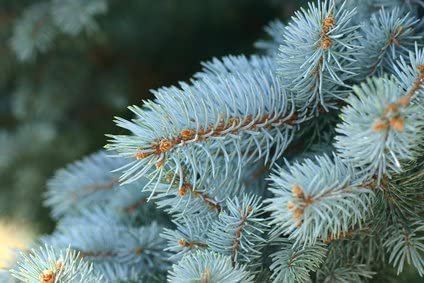 Blautanne picea pungens frosthart 10 Samen