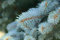 Blautanne picea pungens frosthart 10 Samen