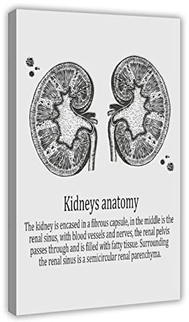 Nieren Anatomie Medizinisches Poster Leinwand Poster Wandkunst Dekor Druck Bild Gemälde für Wohnzimmer Schlafzimmer Dekoration Rahmen: 50 x 75 cm