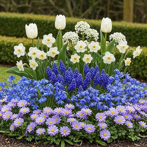 Blumenzwiebeln - Bulb Garden Blue mix - Verschiedene Sorten - Blau - 125 Stück - 20-50cm - Ø5cm - Gartenpflanze - Multideal