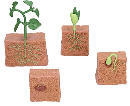 Rcniso Juguete de Ciclo de Crecimiento de Plantas, Juguete Educativo de Etapa de Crecimiento de Frijoles para Niños de Escuela