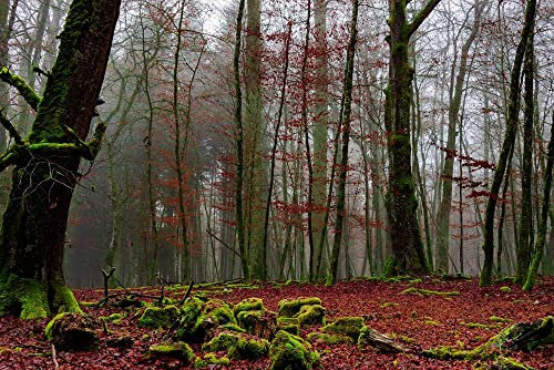 hansepuzzle 28978 - Wald Puzzle 2000 Teile - Natur Motiv mit hochwertiger Aufbewahrung: Kartonbox und wiederverschließbarem Beutel - Format 90 × 60 cm