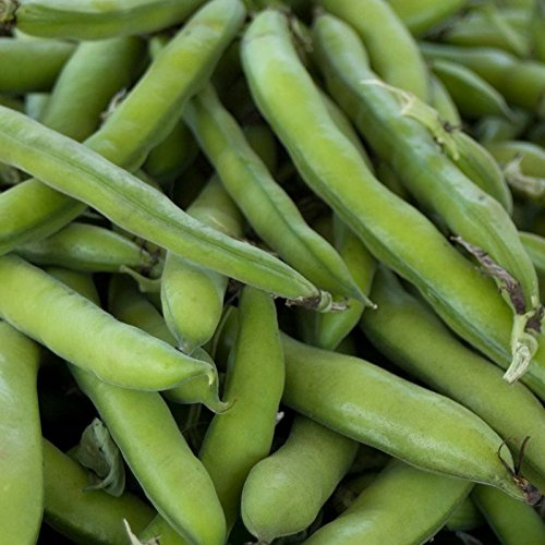Roma II Bush Bean Seeds - 30 g Packet ~100 Seeds - Non-GMO, Heirloom Green Snap Roma 2 Bean Seeds - Vegetable Garden Seeds