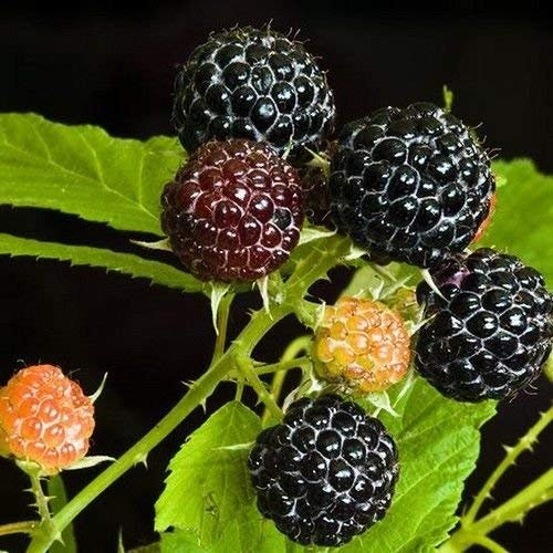 vegherb I Semi di Lampone Nero Busch (Rubus occidentalis) 25 + Semi