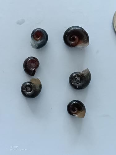 Live Black Ramshorn Snails, 5-10mm, Set of 6, Pond or Aquarium Algae Cleaners, Tropical + Coldwater