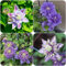 Clematis - 4 cipolle resistenti all'inverno – Clematis – piante decorative in vaso per esterni, Clematis Florida, regalo originale per piante decorative