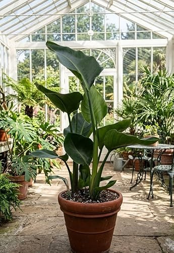 Strelitzia nicolai Paradiesvogelblume – Tropische Zimmerpflanze pflegeleicht 70cm hoch