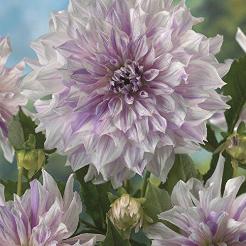 New Dahlia Bulb/Tuber Large Decorative 'Mom's Special' Quality WPC Prins Exotic Bulbs