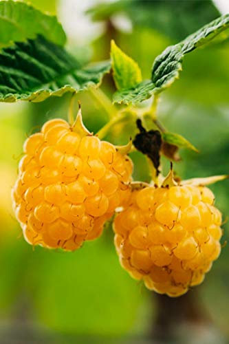 Pianta di Lampone Giallo Albero di Lampone Giallo Età 2 anni Pianta da frutto di Lampone Giallo in vaso pianta vera di Lampone Giallo venduta da eGarden.store