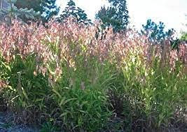 Huifang 15 Stück chinesischer Pistazienbaum