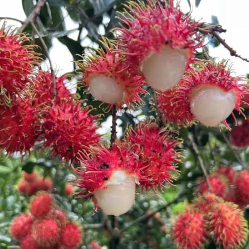 200 pz Semi di piante di Rambutan - Piante a frutto colonnare resistenti all'inverno per balconi Nephelium lappaceum - semi del frutto semi di frutta piante da appartamento purificanti