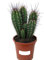 Planta natural Neocardenasia Herzogiana, 40-45 cm. Cactus columnar espinoso, originario de Bolivia. Segura Garden.