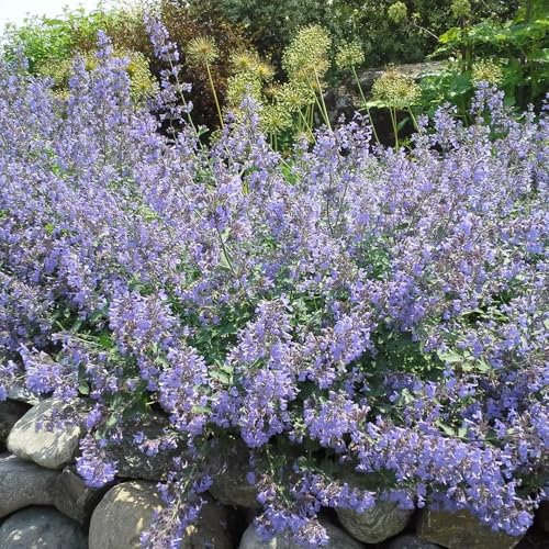 Semillas de hierba gatera Nepeta cataria semillas de hierbas medicinales, plantas de interior Comprar semillas de hierba gatera plantas resistentes para el jardín hierbas de jardín de 100pcs