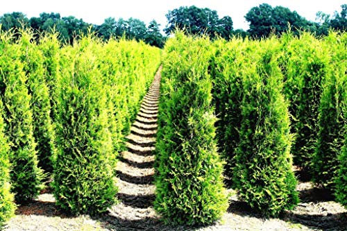 Thuja occidentalis Smaragd 40-50 cm - SMARAGD LEBENSBAUM