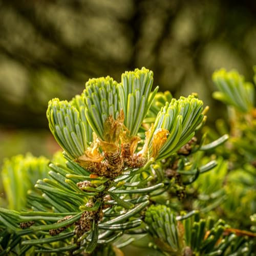 Semi di abete Nordmann per albero di Natale - Piante perenni, piante perenni resistenti, semi biologici Semi dell'albero di Natale semi, piante resistenti per il giardino pianta, 100pcs