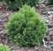 Blaue Zwergkugelzypresse Minima Glauca - Chamaecyparis lawsoniana Minima Glauca - 15-20cm