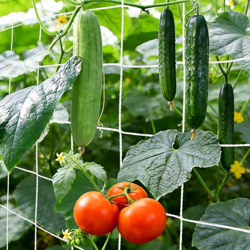 Filet Plante Grimpante Exterieur Filet pour Plantes Grimpantes avec Mailles de 15 cm Filets pour Jardin Potager Serre Treillis Concombre, Tomates (1.5m x 4.5m)