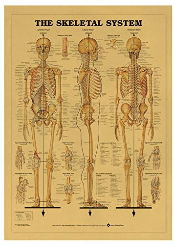 bopely Kunst Vintage Poster Drucken Menschliche Anatomie Referenz Abbildung Diagramm Muskulöse System Medizinische Skelett Körper Muskel Wanddekor