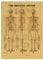 bopely Kunst Vintage Poster Drucken Menschliche Anatomie Referenz Abbildung Diagramm Muskulöse System Medizinische Skelett Körper Muskel Wanddekor