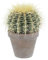 KENTIS - Echinocactus Grusonii - Cactus Cuscino della Suocera - Piante Grasse Vere Facile Cura - H 20-30 cm Vaso in Terracotta Ø 14 cm