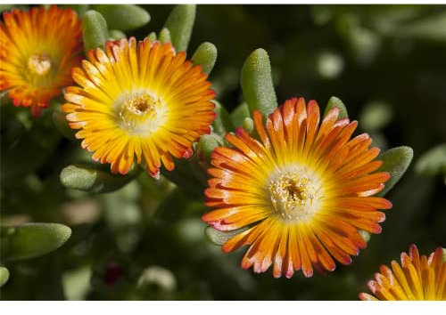 Mittagsblume 'Wheels of Wonder'® Orange Wonder - Delosperma 'Orange Wonder', im Topf 12 cm, winterhart, in Gärtnerqualität von Blumen Eber - 12 cm