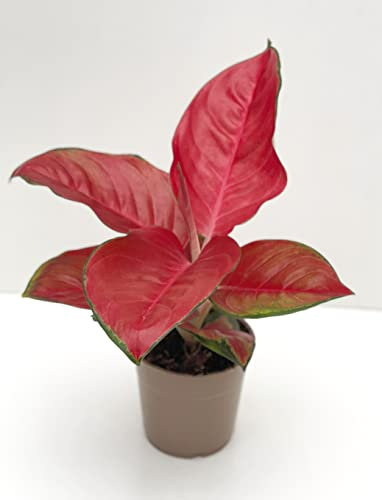 Aglaonema 'Silver Moon' Chinese Evergreen- House Plant Pot Size 24cm