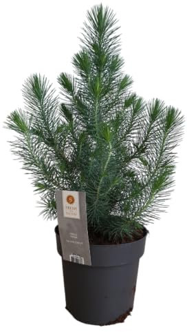 Abeto Natural - Pinus Pinea Silver Crest - Árbol Navideño