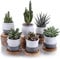 T4U 6cm Japanischer Stil Keramik Sukkulenten Kakteen Töpfe mit Untersetzer 6er-Set, Mini Blumentöpfe für Mini Zimmerpflanzen Moos Bonsai