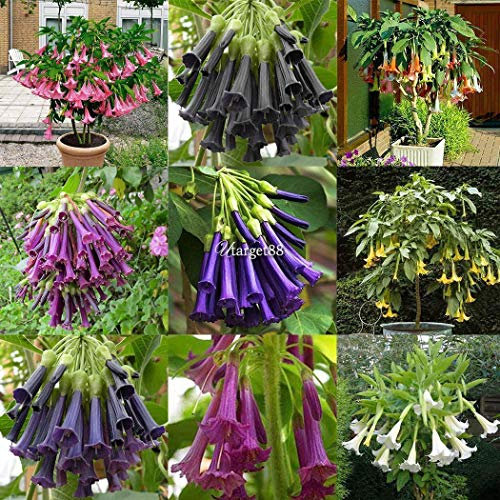 Portal Cool Seeds Package: Tipo1: 100X Miticolors Brugmansia Sea Ãngeles Trompeta Flor de flor enorme Utr