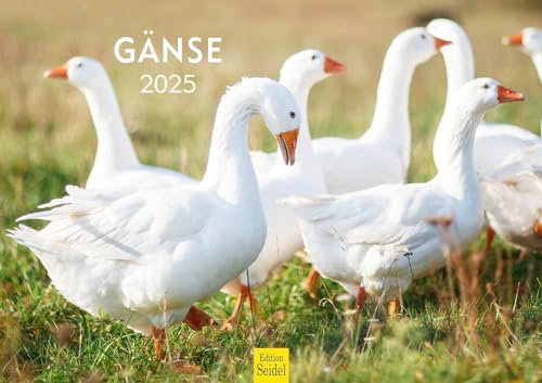 Edition Seidel Premium Kalender Gänse 2025 Format DIN A3 Wandkalender Tierkalender Gänsekalender Gänserich Gans Gössel Wasservögel Wildvögel Haustiere