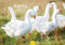 Edition Seidel Premium Kalender Gänse 2025 Format DIN A3 Wandkalender Tierkalender Gänsekalender Gänserich Gans Gössel Wasservögel Wildvögel Haustiere