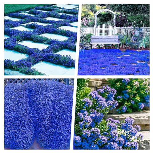 20000+ Ps Tomillo, Perennes Resistentes al Frío Cubiertas de Color Azul Tomillo Rastrero