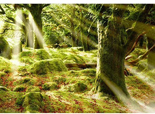 Runa Art Fototapete Sonnenstrahlen im wald 352 x 250 cm Vlies Tapeten XXL Moderne Wandtapete Wohnzimmer Schlafzimmer Gelb Grün 9143011a