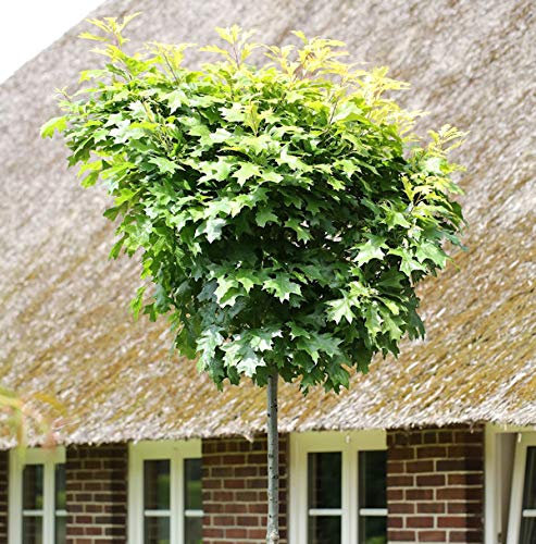 Hochstamm Kleinwüchsige Sumpfeiche 60-80cm - Quercus palustris - Gartenpflanze