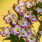 Brilliant Cymbidium Orchideenzwiebeln, mehrjährig, professionelle Bepflanzung für atemberaubende Gartendekorationen, 3 Zwiebeln, D