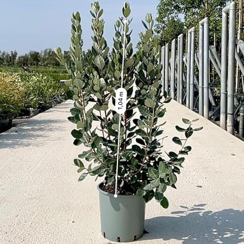 PianteWeb pw-feijoa-rosa-24