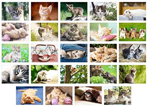 Edition Seidel Set 24 Postkarten Katzen Kätzchen Tiere (20371)