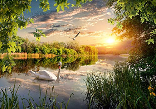 wandmotiv24 Fototapete Schwan im Fluss, XL 350 x 245 cm - 7 Teile, Wanddeko, Wandbild, Wandtapete, Sonnenuntergang, Wasser, Möwe M5756