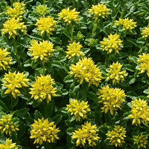 GardenersDream Sedum Little Miss Sunshine - Stonecrop Flowering Plant in Pot - Outdoor Garden Ready Perennial Plant - Vibrant Deciduous Perennial for Gardens, Borders, and Rockeries