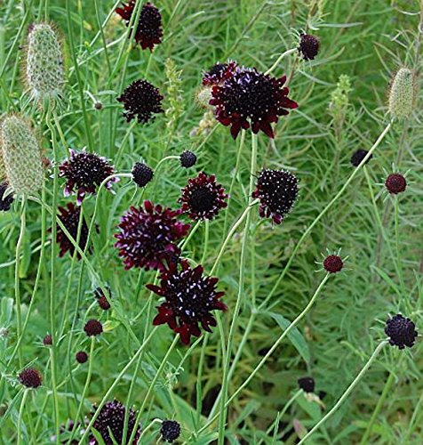 Witwenblume Chile Black - Scabiosa atropurpurea
