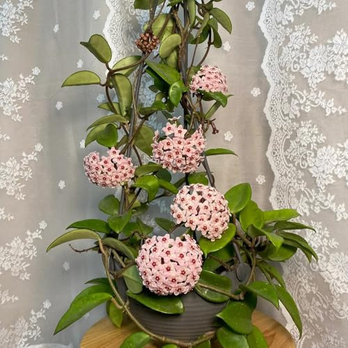 50 pcs Hoya Pflanze Kaufen Samen, wildblumen, winterharte stauden Hoya Carnosa Samen, Samen Zimmerpflanzen, Garten Pflanzen winterharte blumen, garden balkonblumen samen, echte pflanzen
