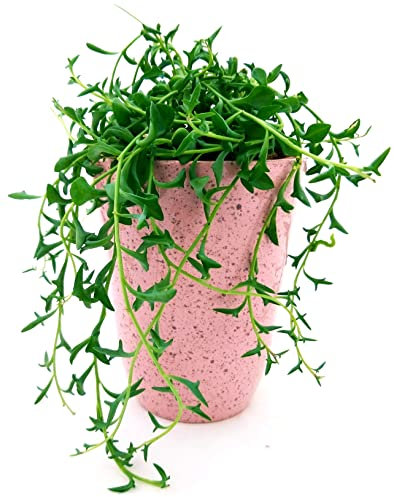 POWERS TO FLOWERS - SENECIO, COLLANA DI PERLE, STRING OF BANANAS, IN VASO CERAMICA ROSA ANTICO, pianta vera
