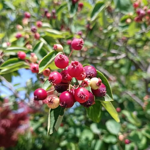 30 pz Semi di arbusto di pera di roccia pianta d'appartamento di alberi da frutto nani (Amelanchier alnifolia) Pianta di alberi da frutto colonnari semi di regali da giardino biologici