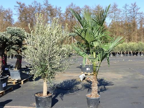 gruenwaren jakubik Olivenbaum 20J 180-220 cm St.20-30 + 20L Palme St.40-60 cm im Set, beste Qualität, winterhart, Trachycarpus Olive