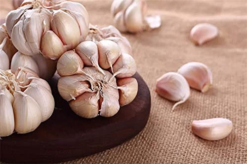 Knoblauchzwiebeln, Gewürze, Outdoor-Pflanzen, tolle Wahl für Gartenschätze