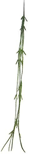 artplants.de Dekohänger Rhipsalis MINYAN, Steckstab, grün, 105 cm - Deko Kaktus