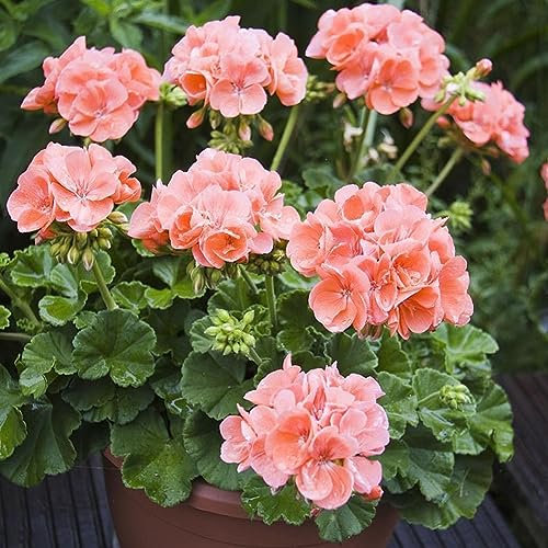 PERZOE 600 Stück rosa Geraniensamen, Blumenpflanze, Büro, Bonsai, Hausgarten, Balkon, Dekoration Geraniensamen 600 Stück