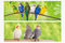 1x 3D Lesezeichen Sittiche 15x5cm Tiere Wackelbild Wackelkarte Buchzeichen Bookmark Bücher Buch Vögel