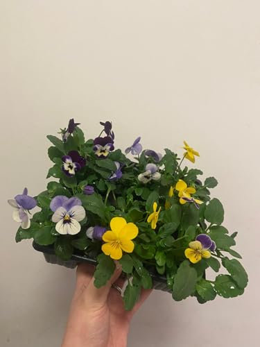 12 Pack Violas | Garden Ready Plants | Grown in Yorkshire